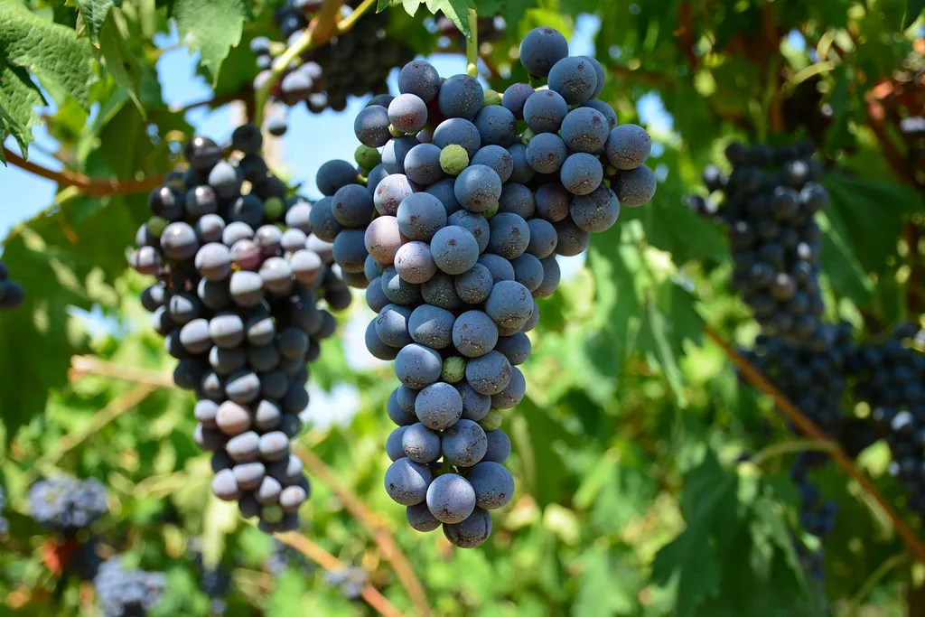 Valpolicella vineyards around Negrar