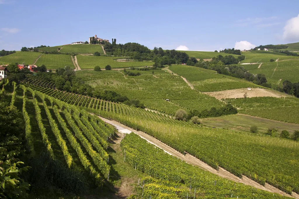 Langhe vineyards