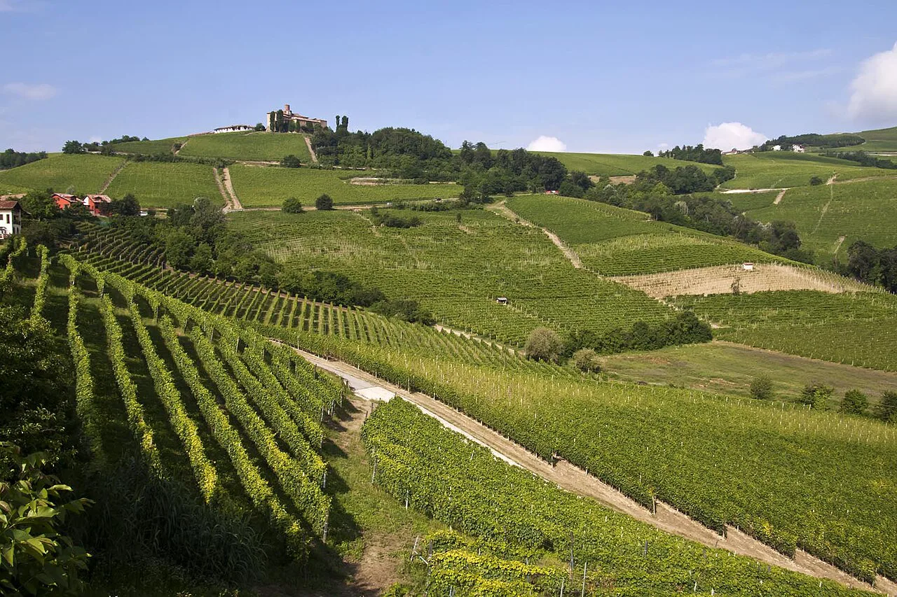 Vineyards in the Langhe