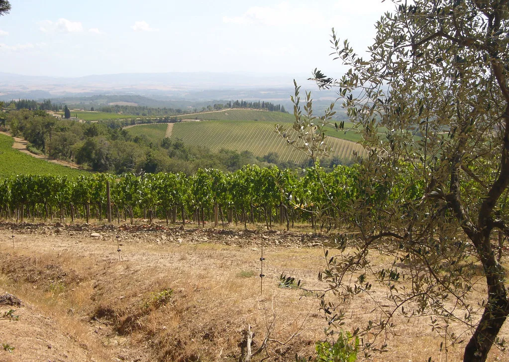 Chianti vineyards