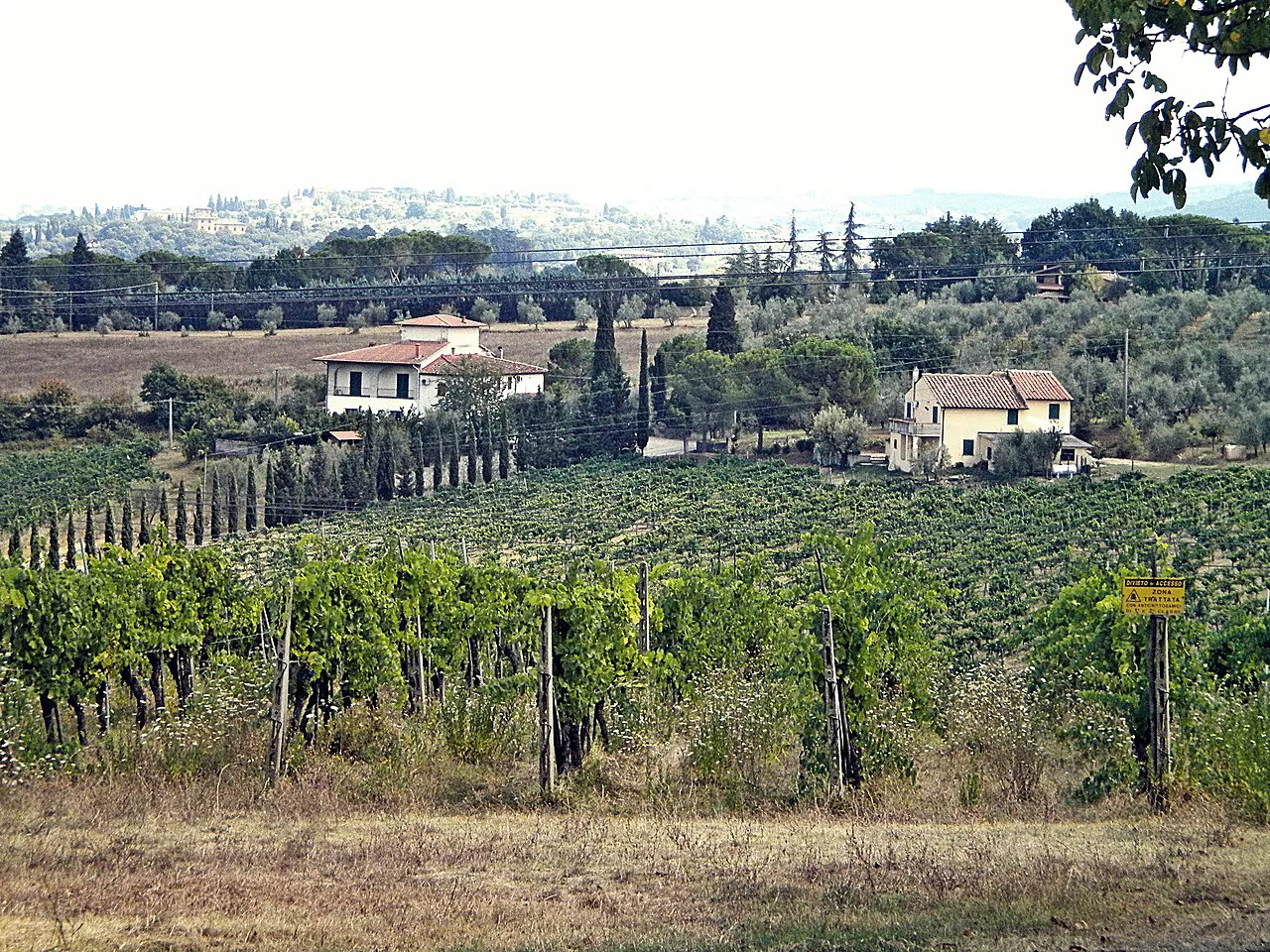 Vineyards in the Tuscan countryside
