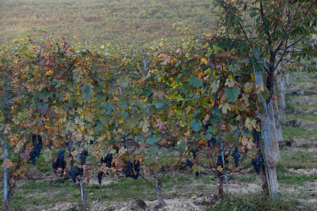 Late grapes left on the vine near Barolo