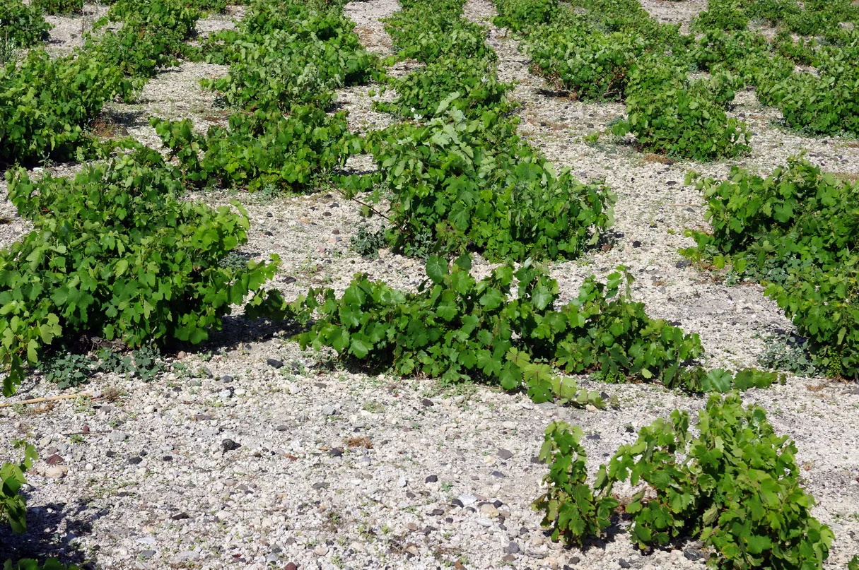 Vineyards on Santorini