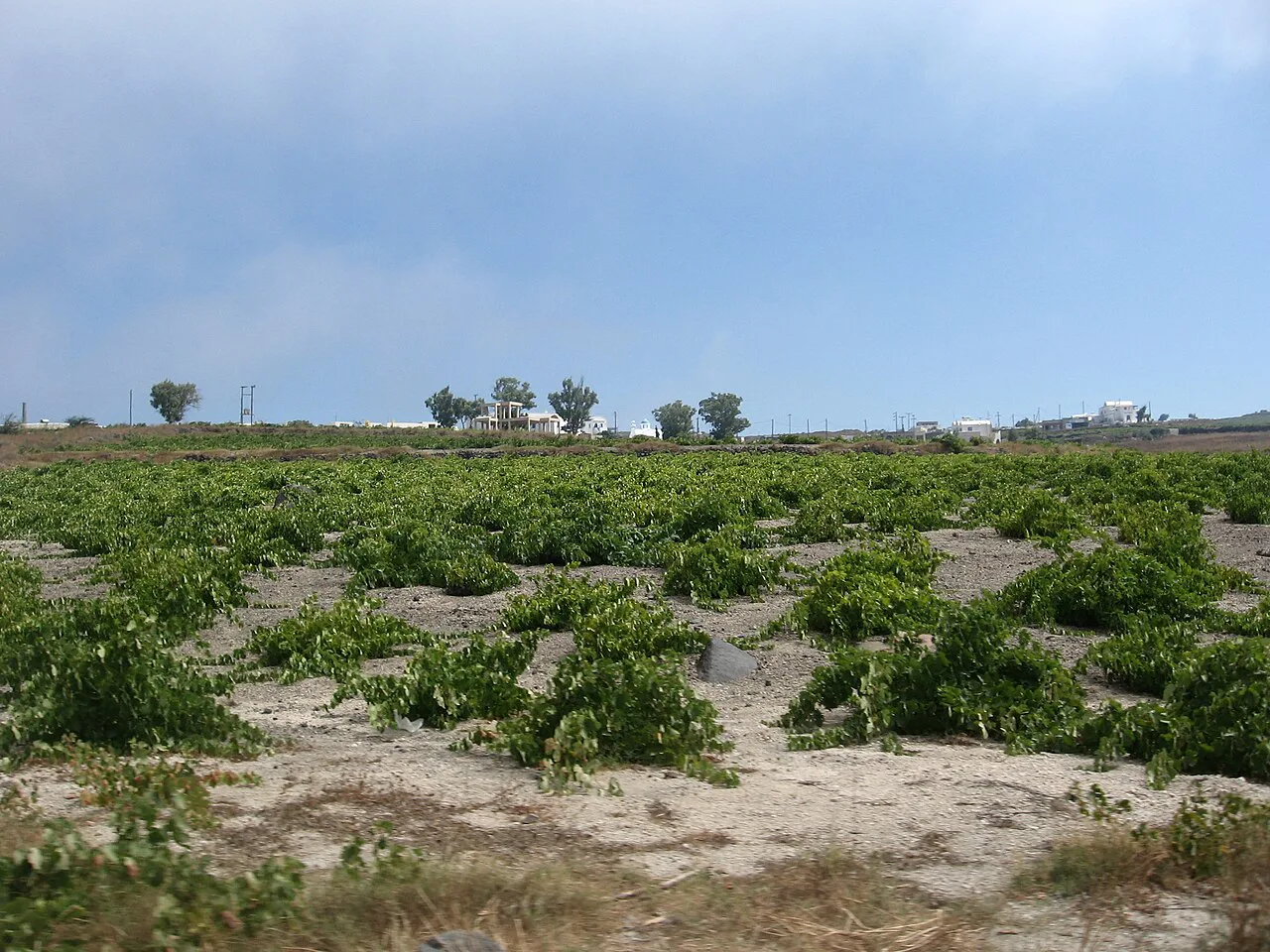 Grapevines in Santorini
