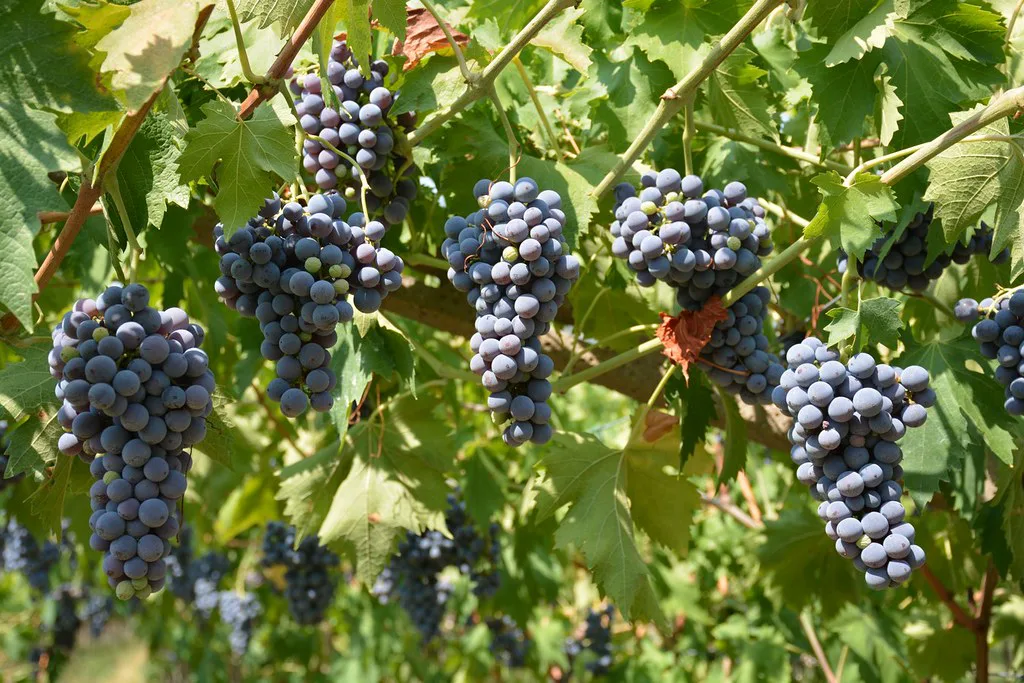 Valpolicella grapes around Negrar