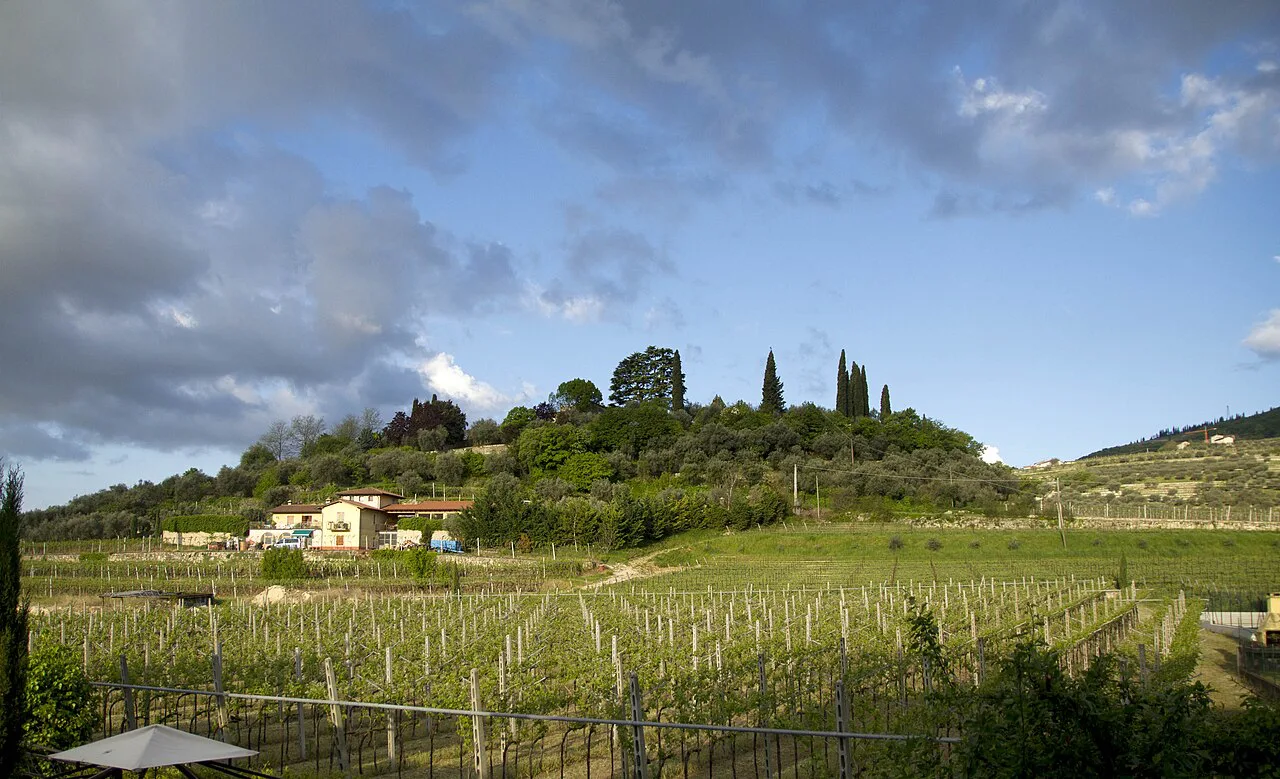 Vineyards at Fumane in the Valpolicella