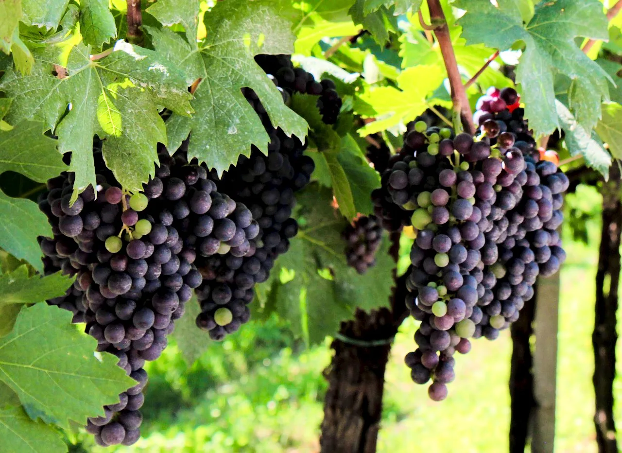 Corvinone grapes in Valpolicella in August