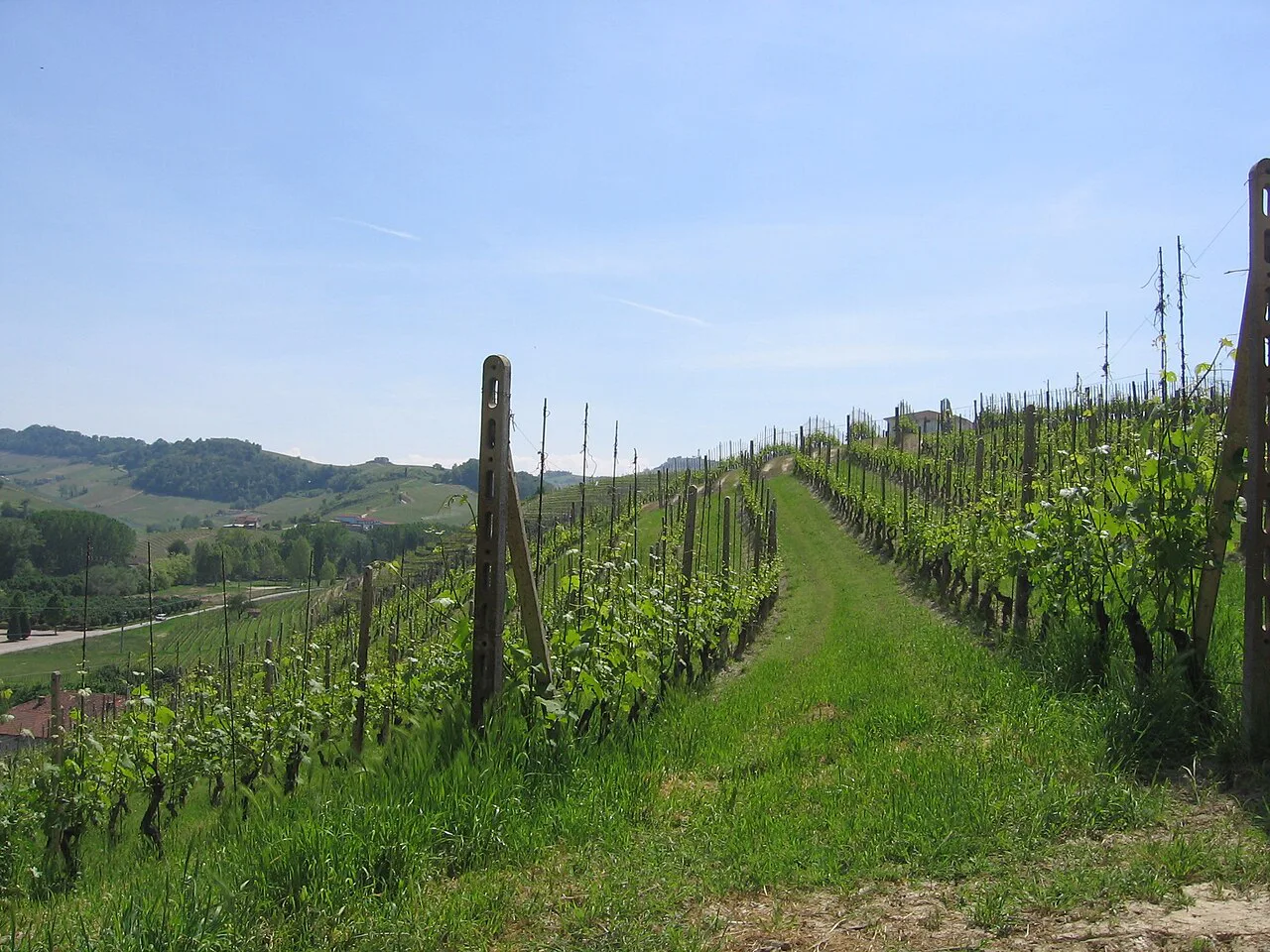 Nebbiolo vineyard in Barolo