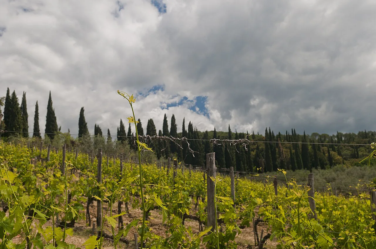 Chianti vineyard