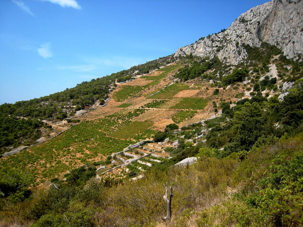 45 degree sweet grapes, Hvar